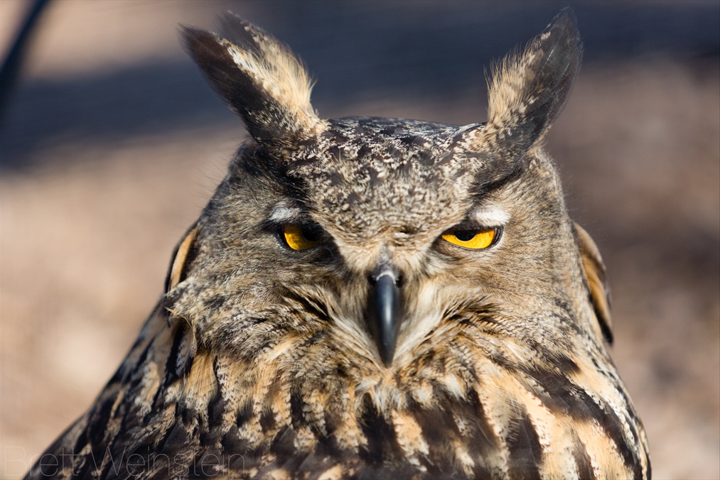 One very sleepy owl